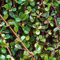Dwergmispel 'Major' - Cotoneaster dammeri - Heesters en vaste planten