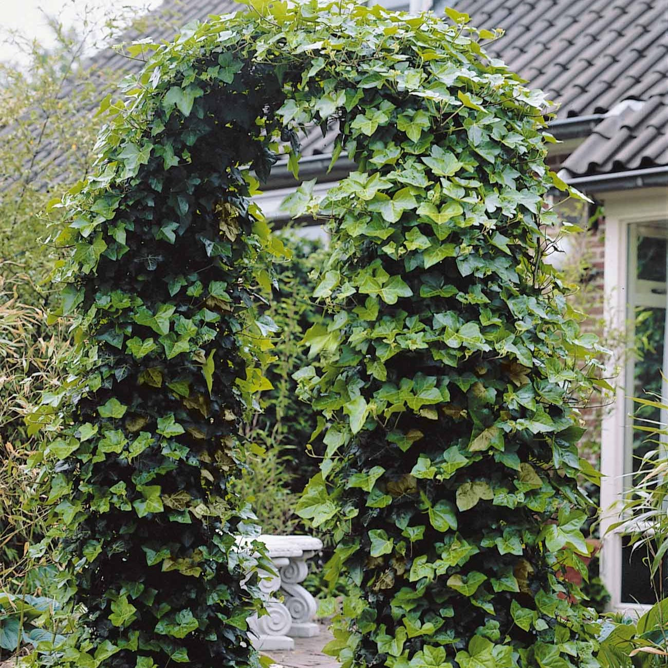 Bodembedekkers