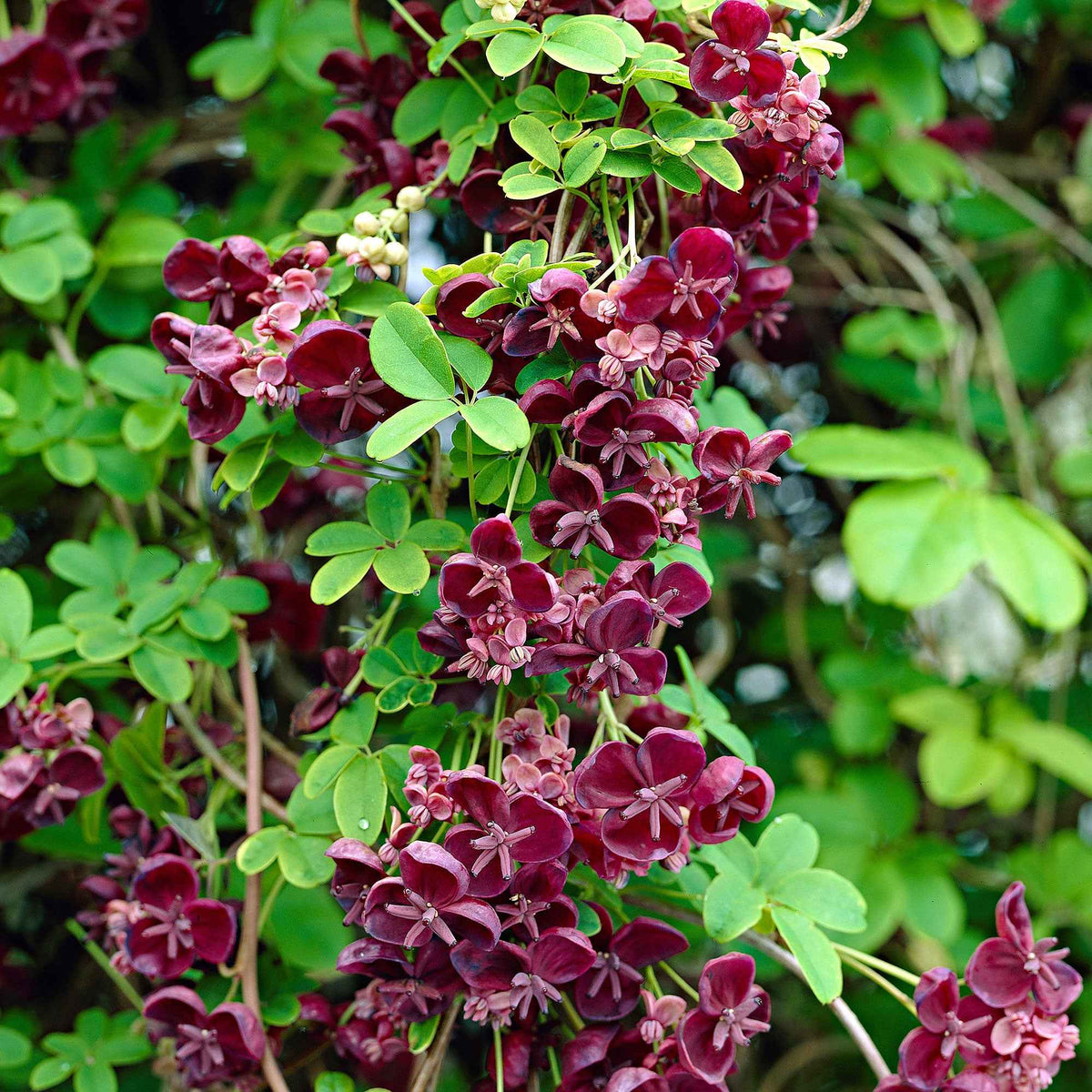 Klimplanten - Schijnaugurk - Akebia quinata