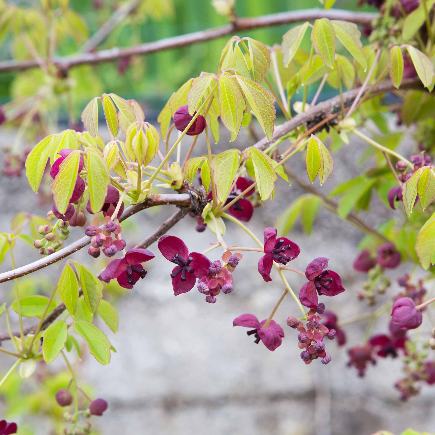 Akebia quinata - Vijfbladige klimaugurk