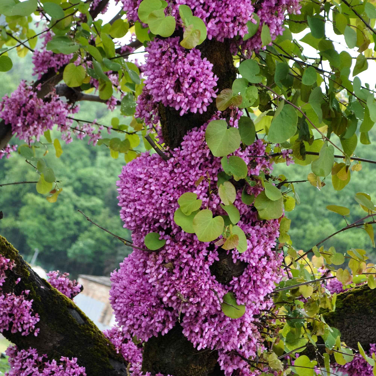 Cercis siliquastrum et forsythia x intermedia spectabilis - Collectie van heesters : Forsythia en Judasboom (x2) - Bloeiende heesters
