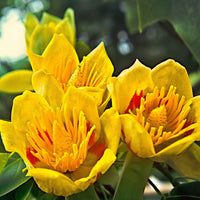 Tulpenboom - Liriodendron tulipifera danny - Heesters en vaste planten