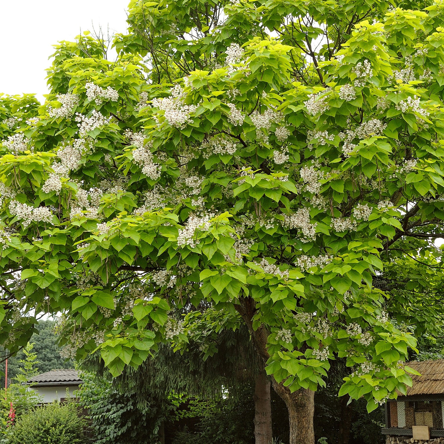 Catalpa bignonioides - Trompetboom