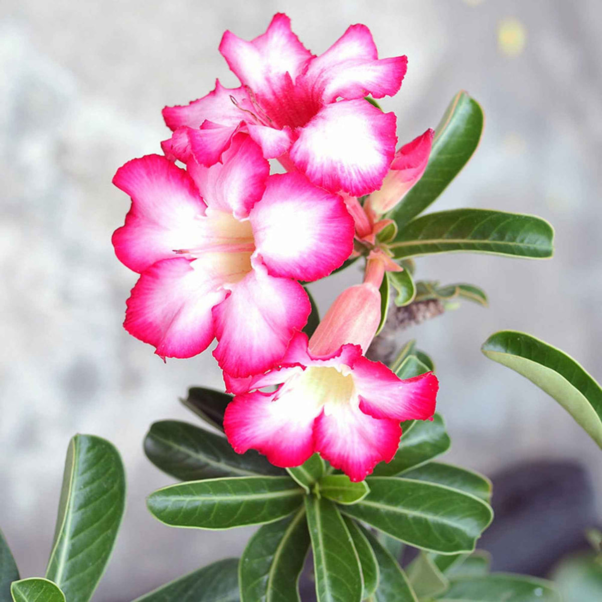 Kamerplanten voor binnen - Woestijnroos - Adenium obesum