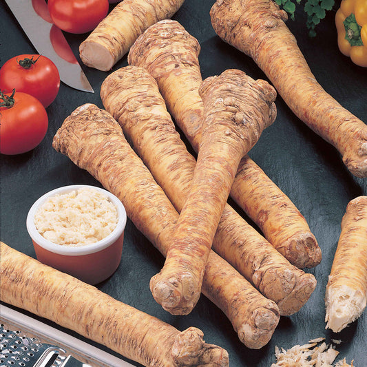 Mierikswortel - Bakker