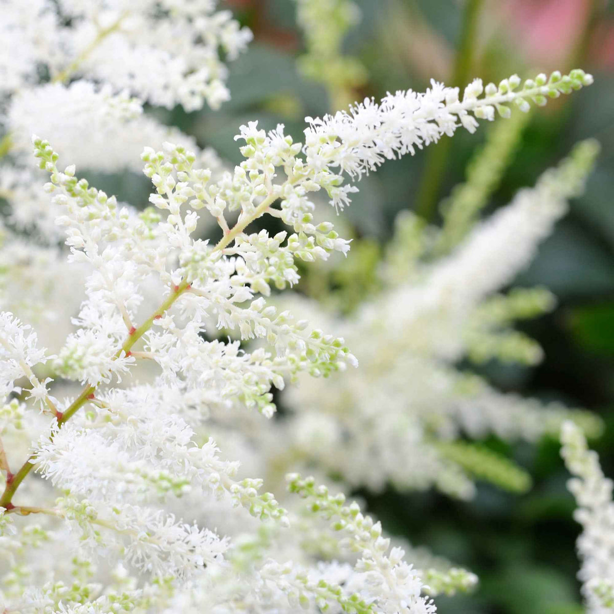 Astilbe x arendsii Brautschleier - Pluimspirea 'Brautschleier' - Astilbe - Pluimspirea