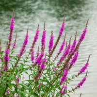 Grote kattenstaart 'Robert' - Lythrum salicaria robert - Tuinplanten