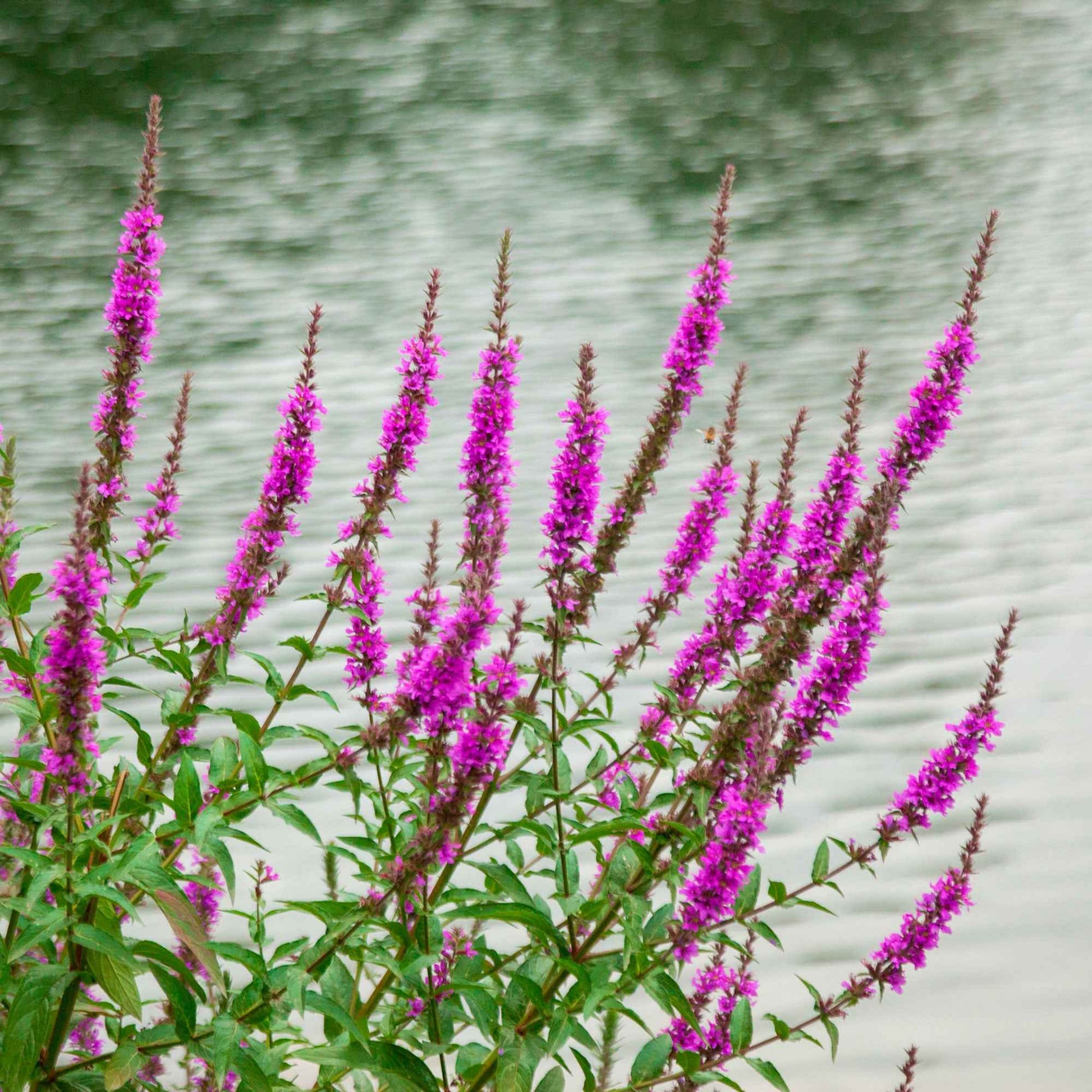 Grote kattenstaart 'Robert' - Lythrum salicaria robert - Tuinplanten