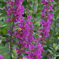 Grote kattenstaart 'Robert' - Lythrum salicaria robert - Heesters en vaste planten