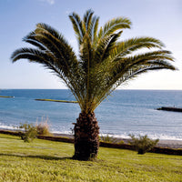 Verkoop Dadelpalm - Phoenix canariensis
