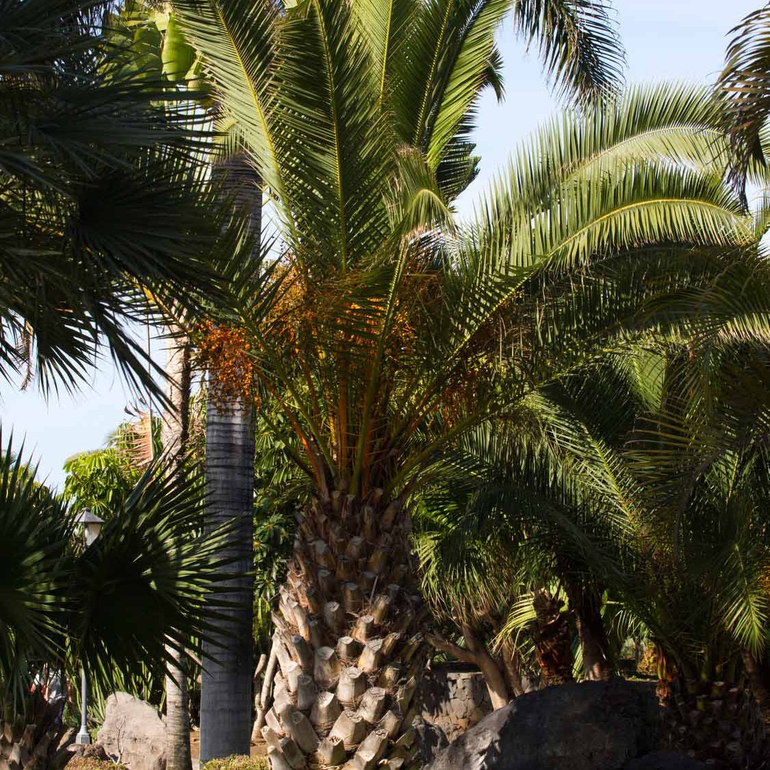 Dadelpalm - Phoenix canariensis - Bakker