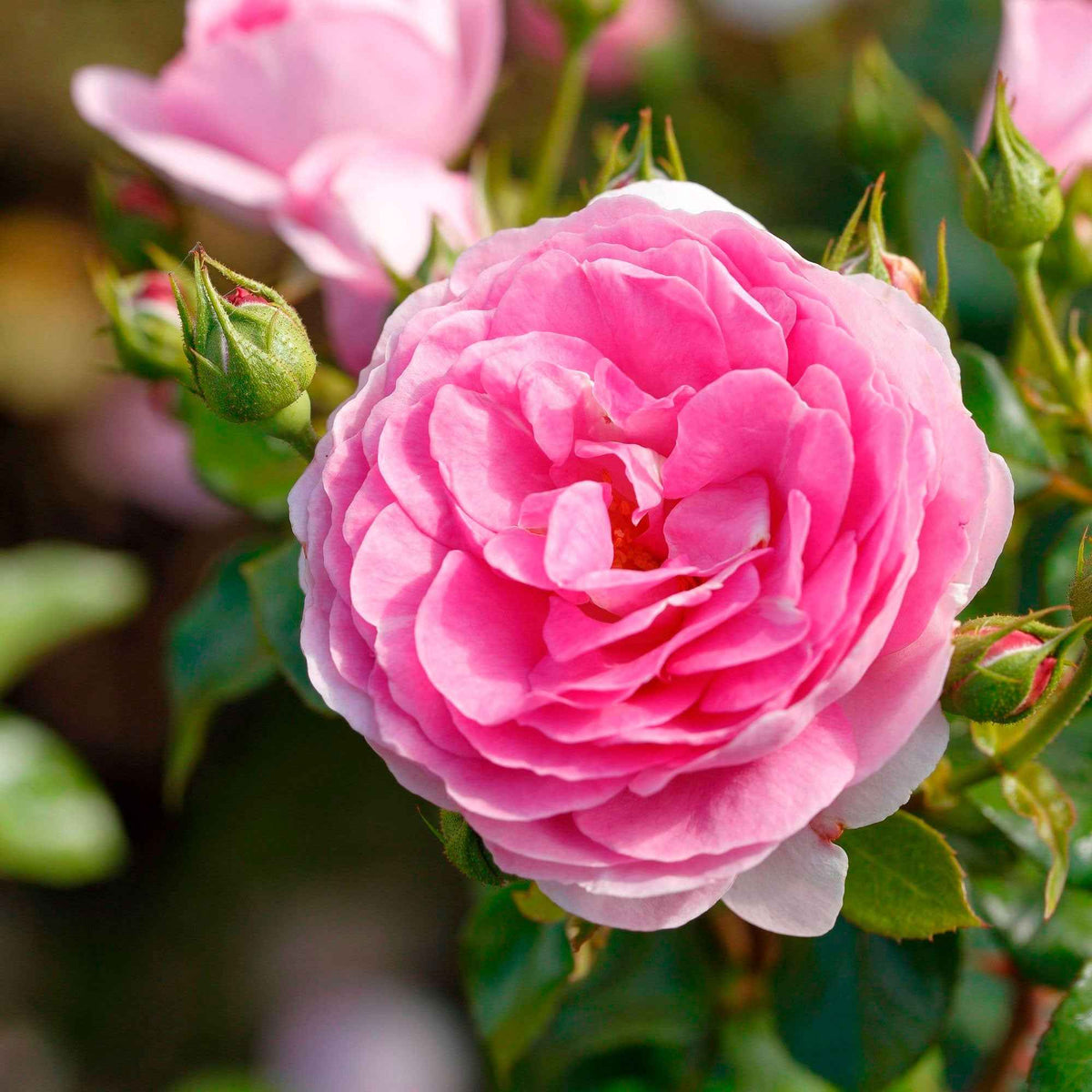 Klimroos 'Ozeana' - Rosa ozeana ® - Bakker