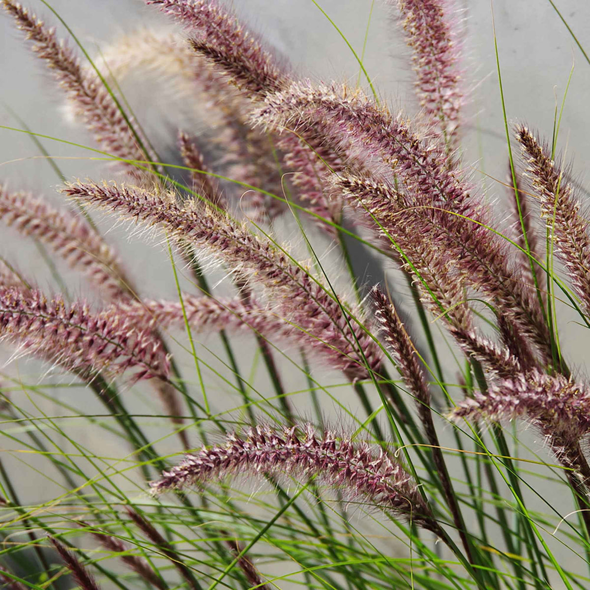 Pennisetum orientale flamingo - Lampenpoetsersgras 'Flamingo' - Pennisetum