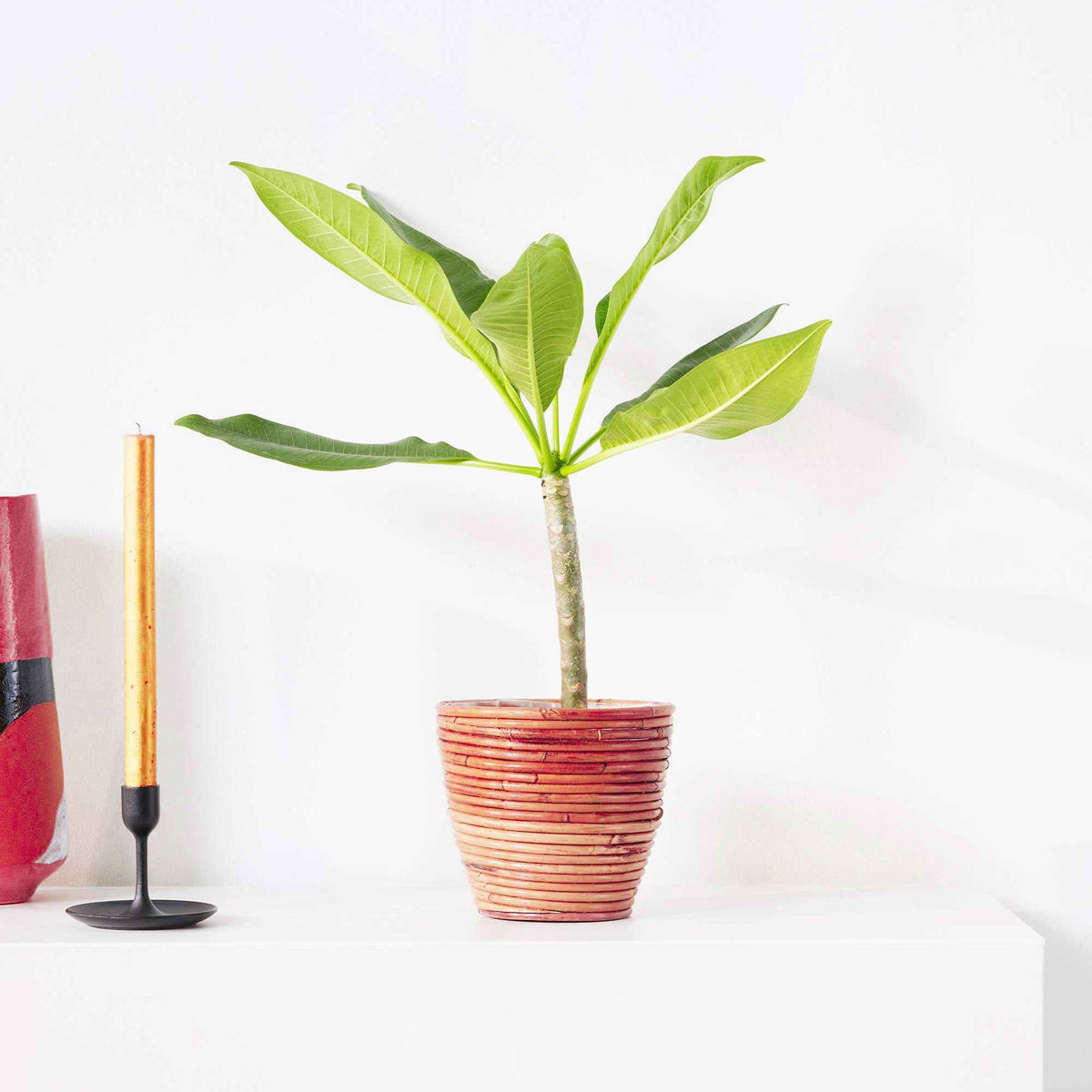 Tempelboom Frangipani Plumeria 'Bordeaux' Rood-Paars - Bakker