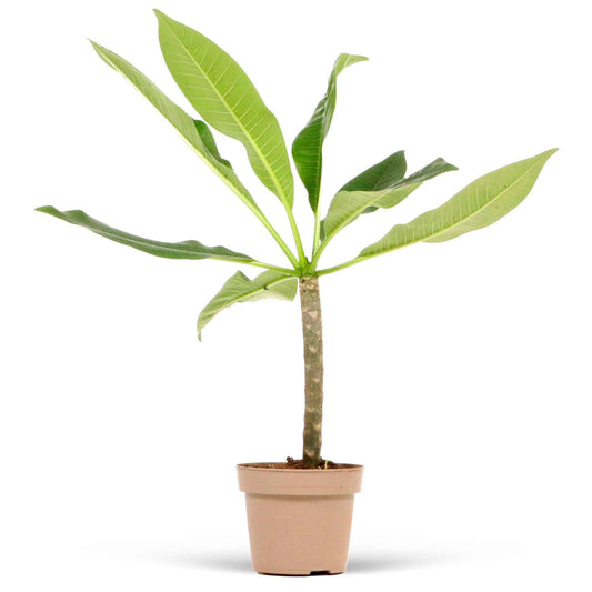 Tempelboom Frangipani Plumeria 'Yellow Pink' Geel-Roze - Bakker