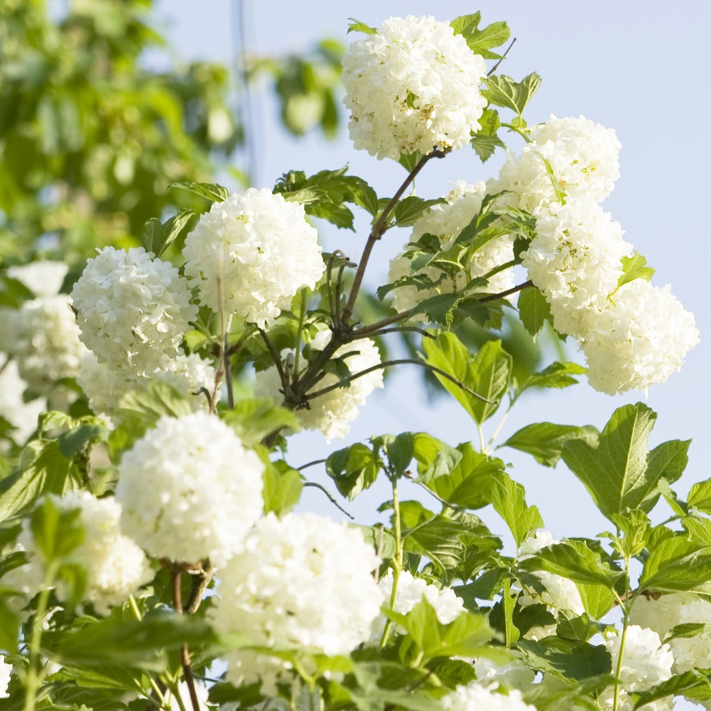 Viburnum opulus Roseum - Gelderse roos 'Roseum' - Sneeuwbal (Viburnum)