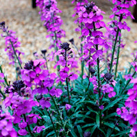 Muurbloem 'Bowles Mauve' - Erysimum bowles mauve - Tuinplanten