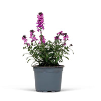 Muurbloem 'Bowles Mauve' - Erysimum bowles mauve - Vaste planten