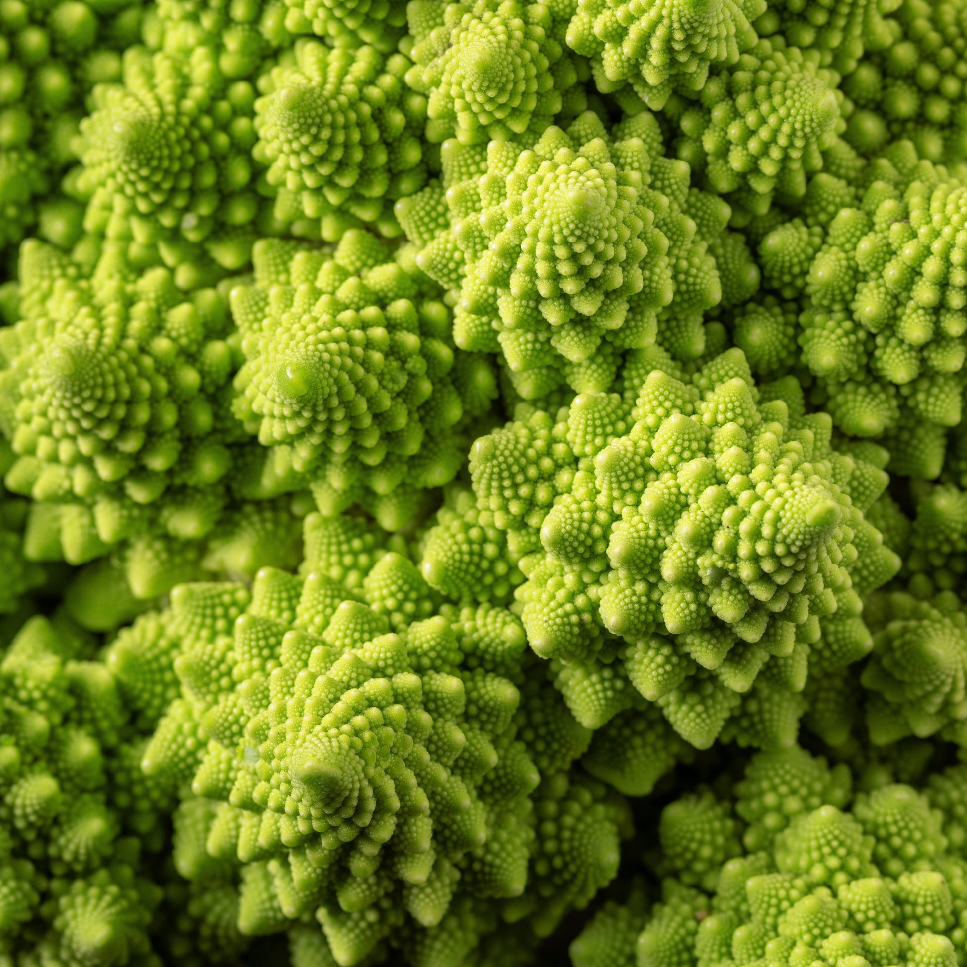 Koolzaden - Romanesco - Brassica oleracea botrytis romanesco