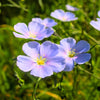 Overblijvend vlas - blauw - Bakker