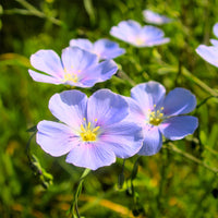 Overblijvend vlas - blauw - Bakker
