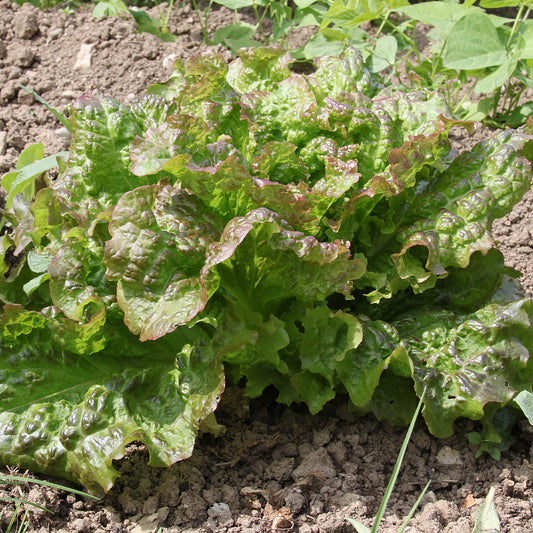 Wintersla 'Trémont' - Bakker