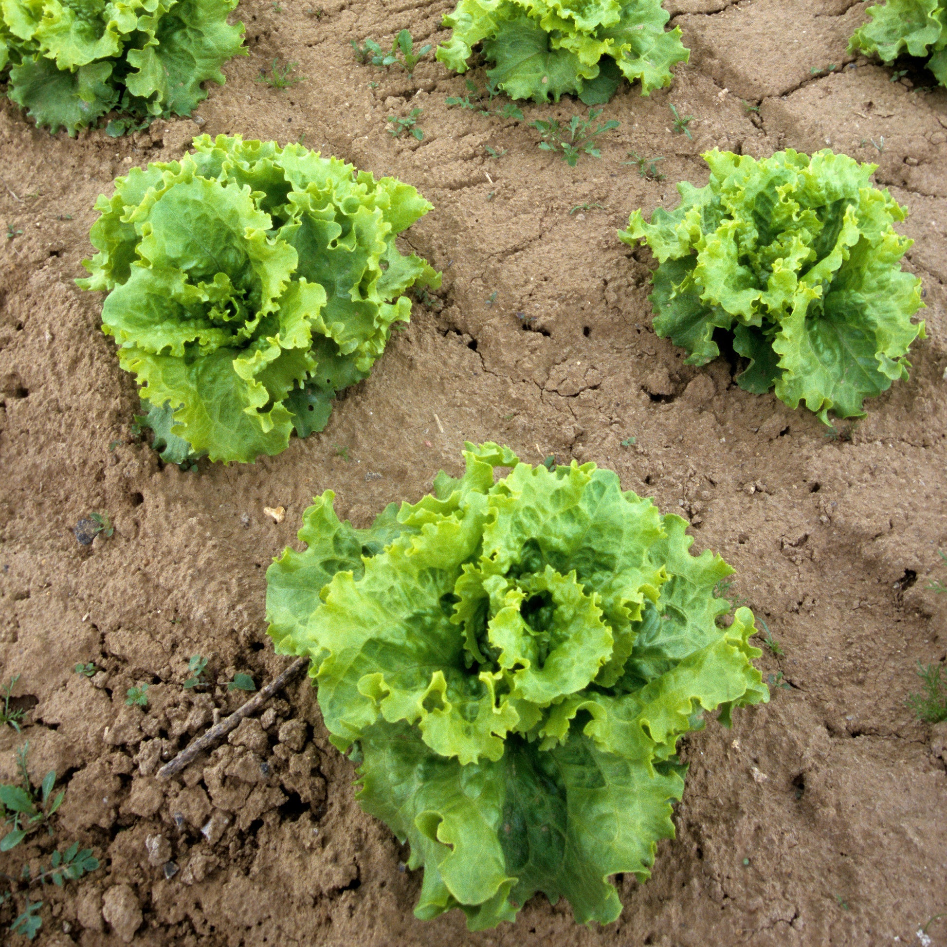 Kropsla 'Blonde de Paris' - Lactuca sativa capitata blonde de paris - Moestuin