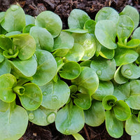 Veldsla 'Volhart 2' - Valerianella locusta verte à coeur plein 2 - Bakker