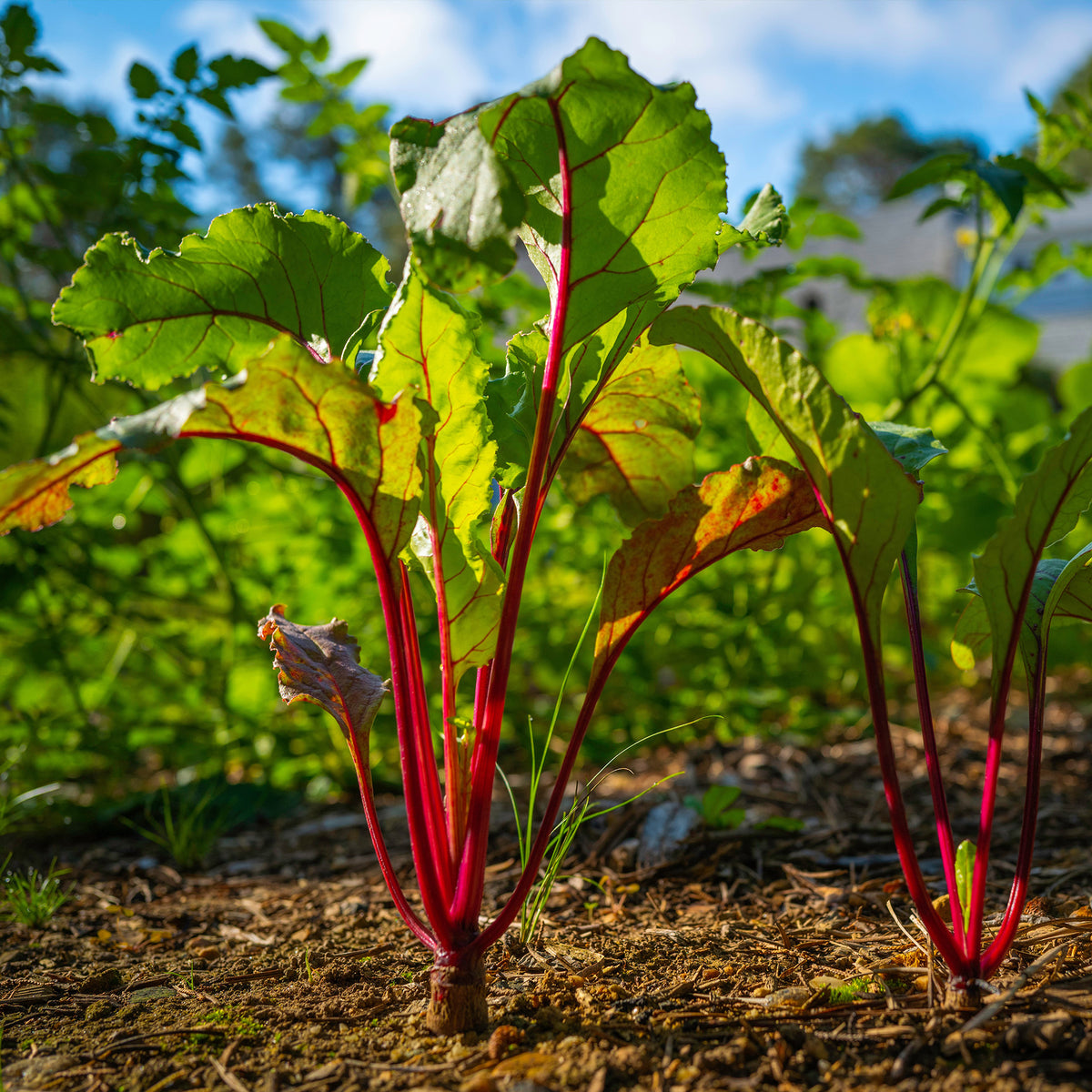 Zwart biet 'Egypt' - Beta vulgaris Noire d'Egypte - Bakker