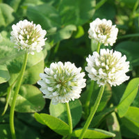 Witte klaver - Trifolium repens