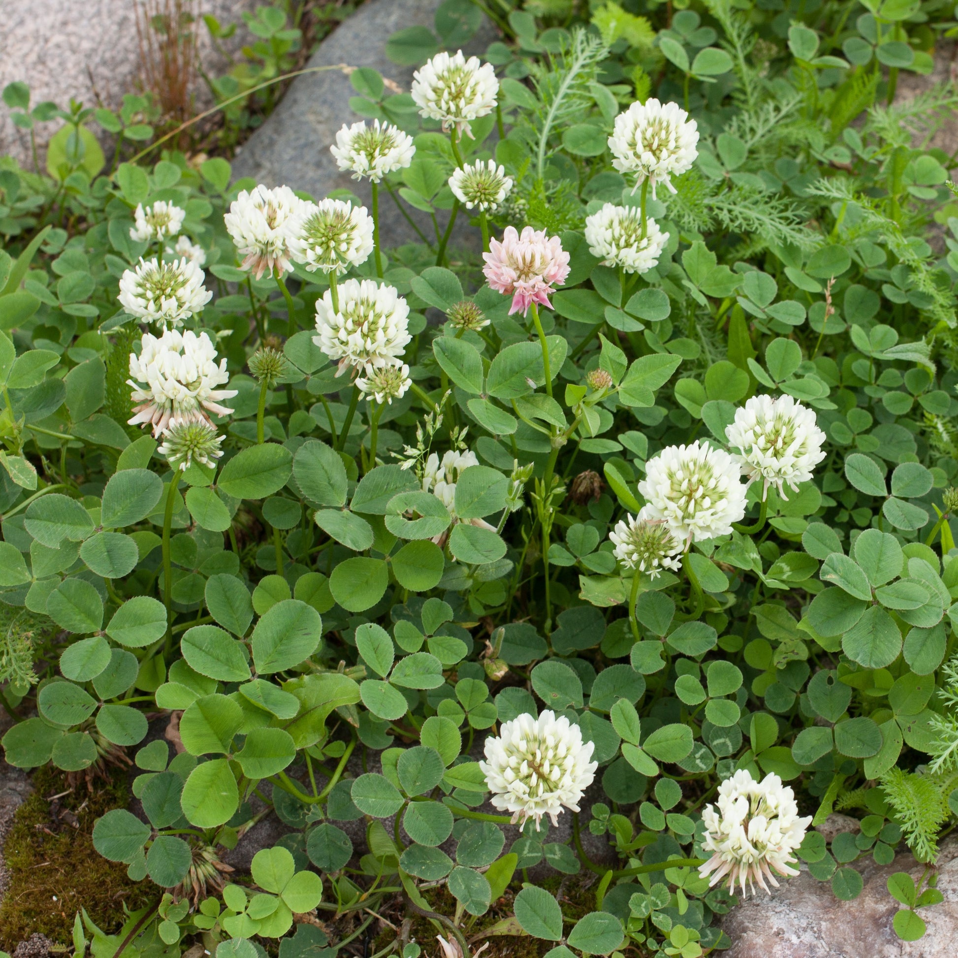 Witte klaver - Trifolium repens - Zaden
