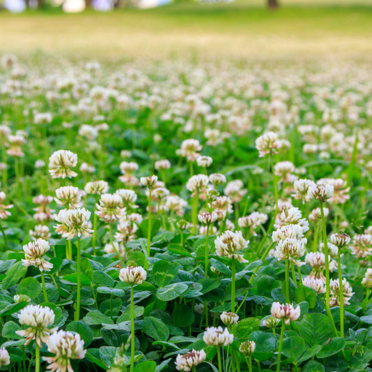 Witte klaver - Trifolium repens - Bloemzaden