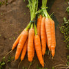 Winterwortel 'Colmar' zaadcoat - rood hart - Daucus carota de colmar à coeur rouge 2 (5 g) - Zaden