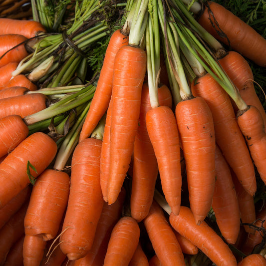 Wortel 'Lange gladde van Meaux' - Daucus carota longue lisse de meaux (30 g) - Moestuin