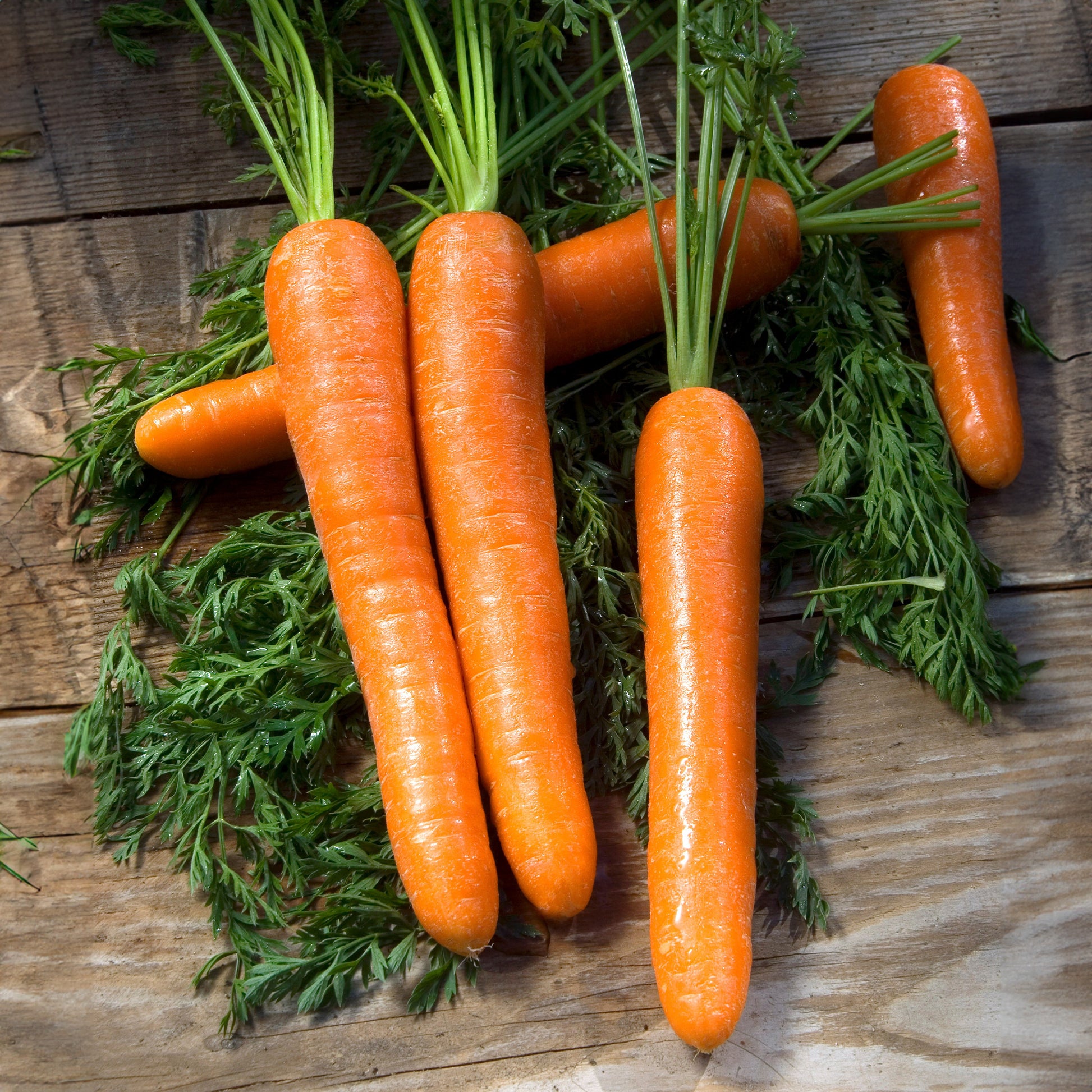 Wortel 'Lange gladde van Meaux' - Daucus carota longue lisse de meaux (30 g) - Zaden