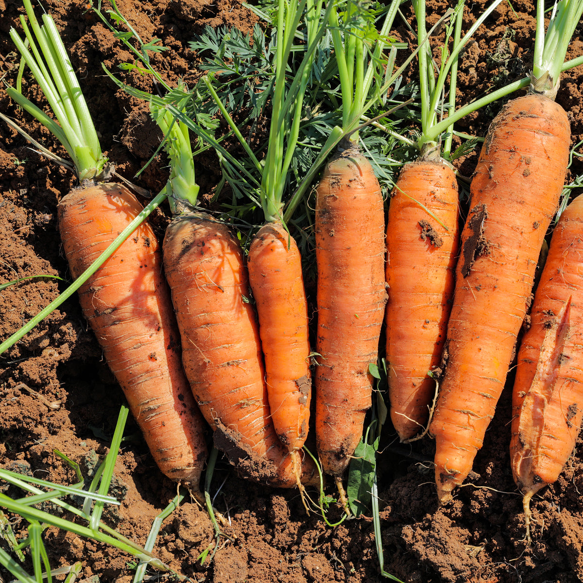 Wortel 'Halflang De Carentan' - Daucus carota demi-longue de carentan - Bakker