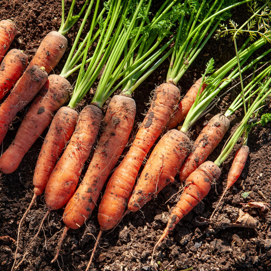 Wortel 'Halflang De Carentan' - Bakker