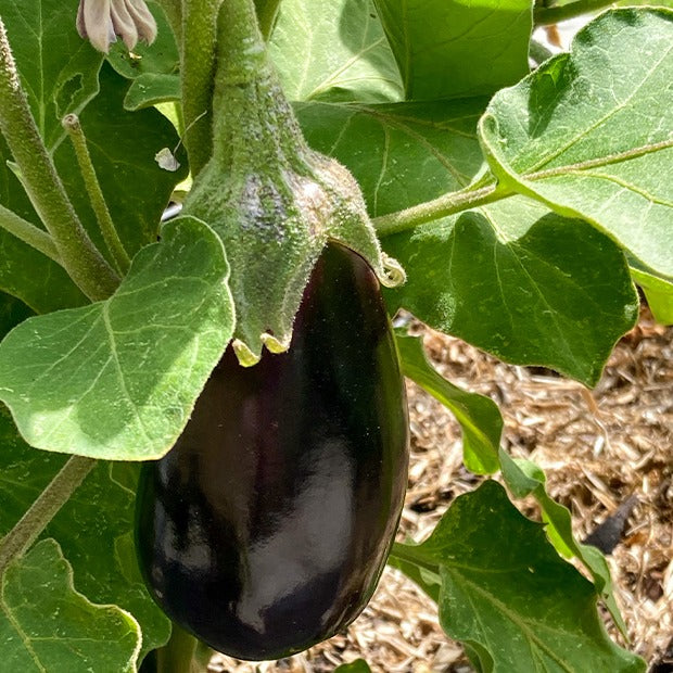 Aubergine 'Bonica' - Solanum melongena bonica f1 - Zaden