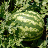 Watermeloen 'Crimson Sweet' - Citrullus lanatus Crimson Sweet - Bakker