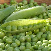 Stamdoperwt 'Kelvedon Wonder' - Pisum sativum merveille de kelvedon - Bakker