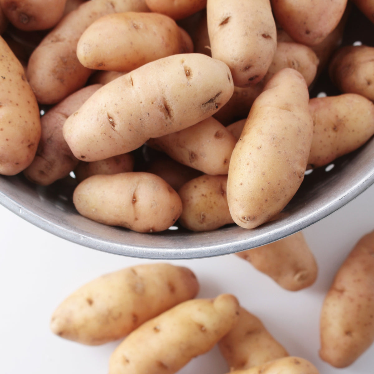 Aardappel 'Corne de Gatte' (x25) - Solanum tuberosum corne de gatte (pinkfir apple) - Bakker