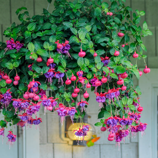 Bellenplant 'Dark Eyes' (x3) - Bakker