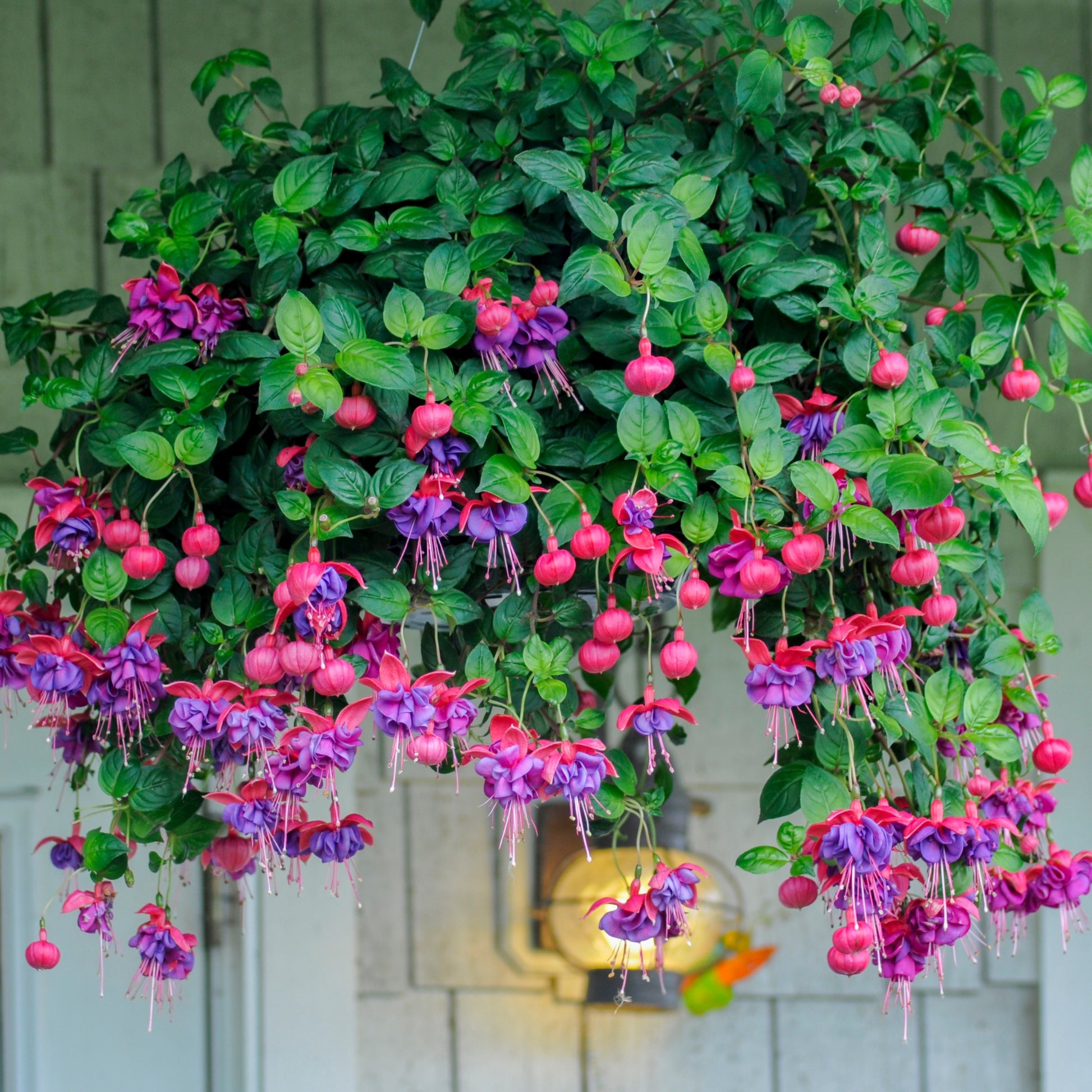 Bellenplant Mix 'Bicentennial' + 'Dark Eyes' + 'Bella Rosel' (x6) - Fuchsia Bicentennial, Dark Eyes, Bella Rosella - Terras- en balkonplanten