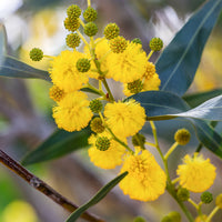 Mimosa der vier seizoenen - Acacia retinodes - Heesters