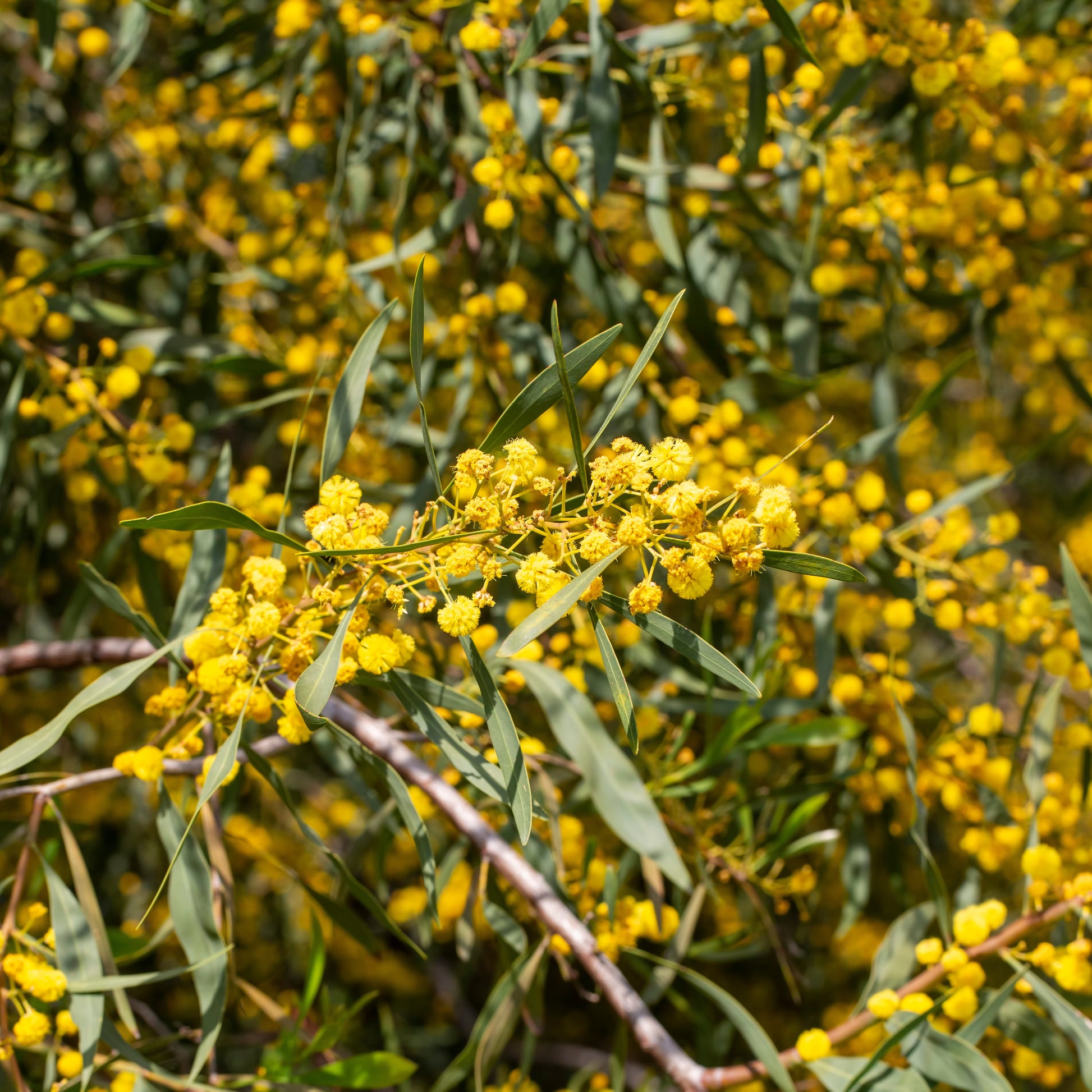 Mimosa der vier seizoenen - Acacia retinodes
