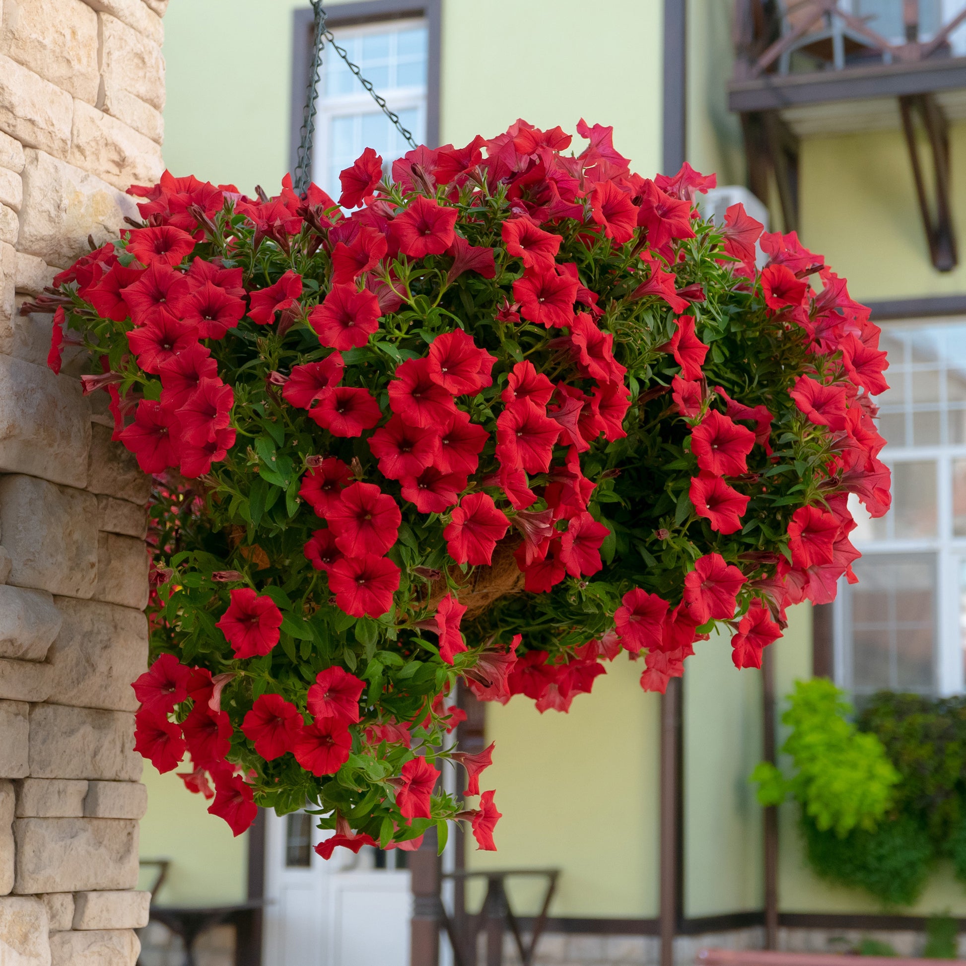 Hangpetunia rood (x3) - Petunia - Bakker