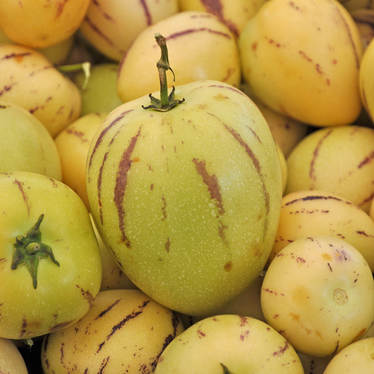 Pepino - Bakker