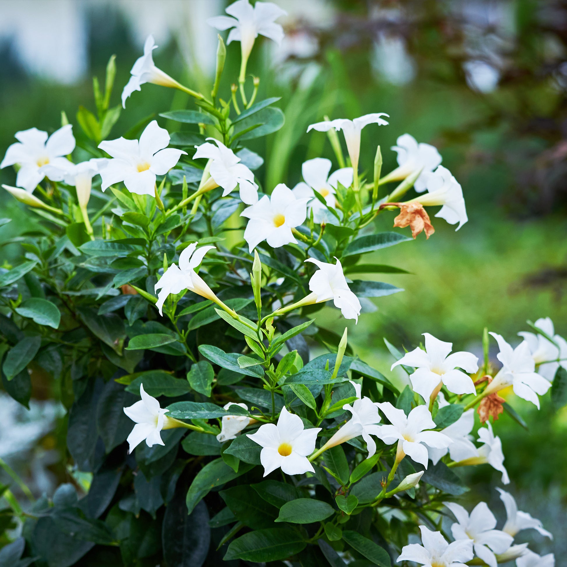 Chileense jasmijn (x3) - Dipladenia - Terras- en balkonplanten