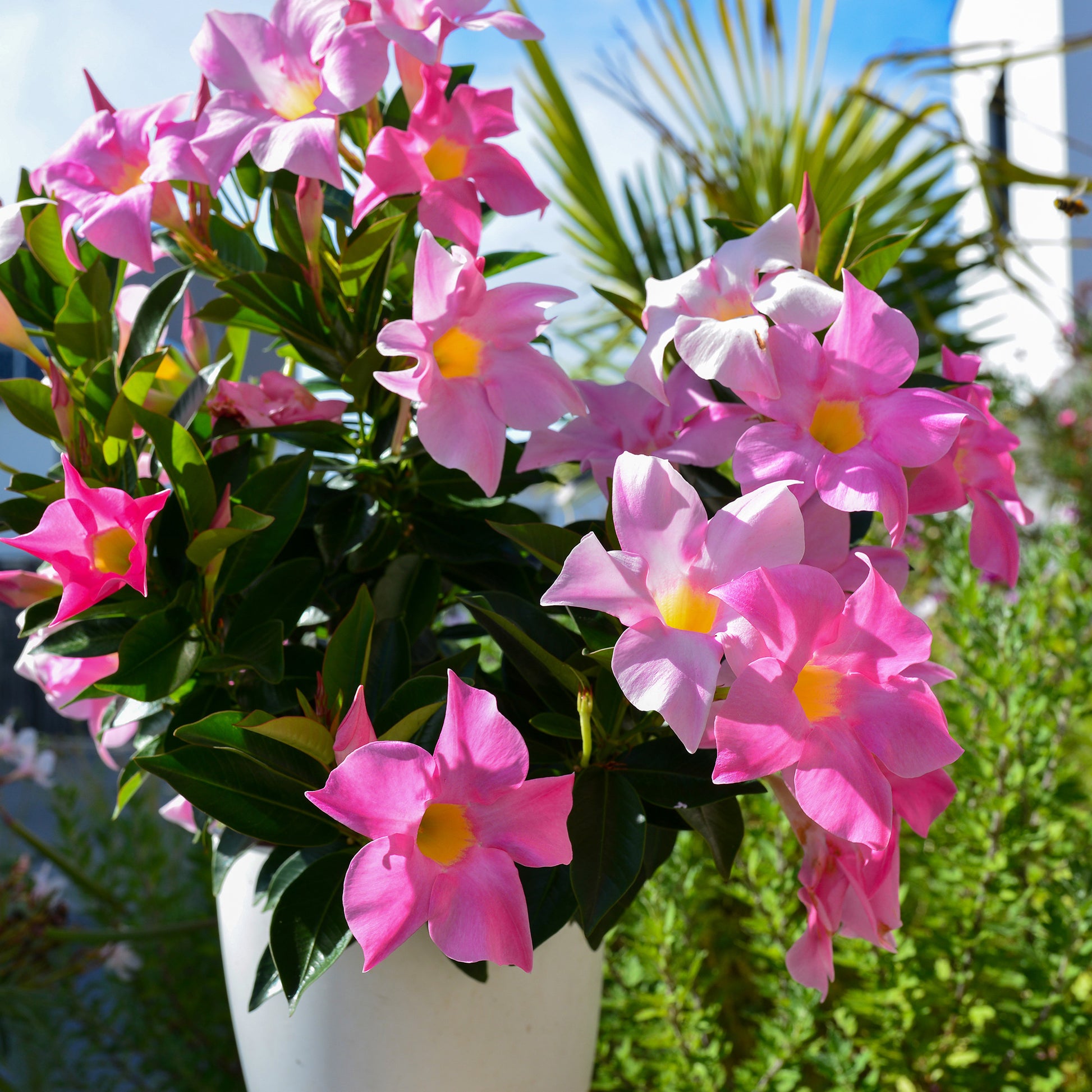 Chileense jasmijn (x3) - Dipladenia - Terras- en balkonplanten