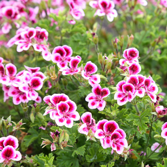 Geranium 'Pansy' (x3) - Bakker